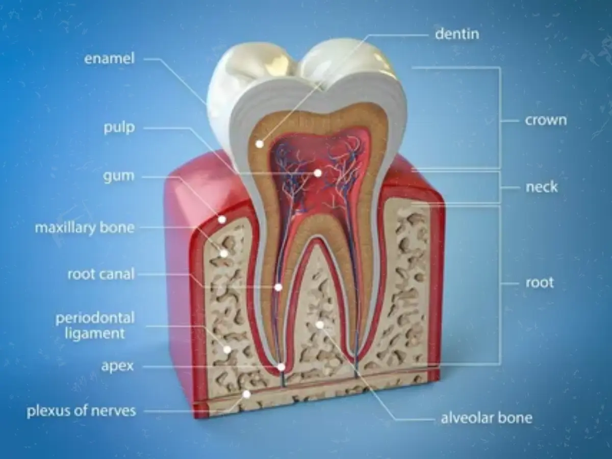 How Long Does a Root Canal Last Without a Crown