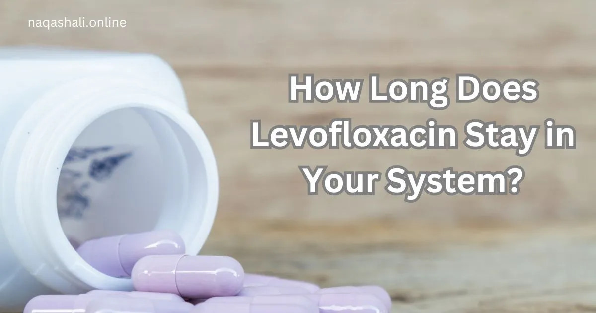 Levofloxacin highlighting the elimination half-life and factors influencing drug metabolism.