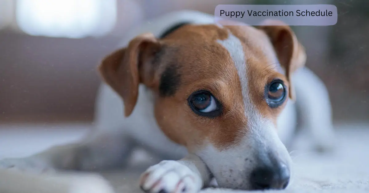 Puppy Vaccination Schedule